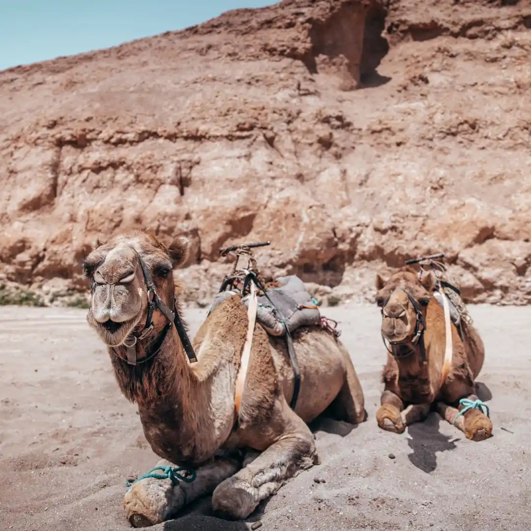 Marrakech + Agafay Desert Escape