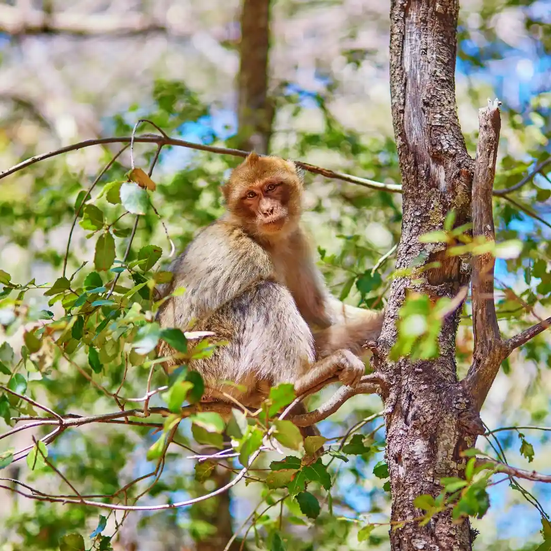 Azrou, Monkey — Middle Atlas Nature Escape from Fez