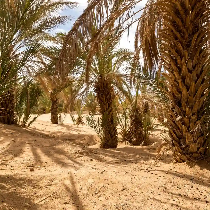 Oasis Walk with Guide, Merzouga Oasis, Merzouga