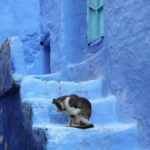 Visit Chefchaouen – cat on blue stairs private tour. Visit Morocco Tours