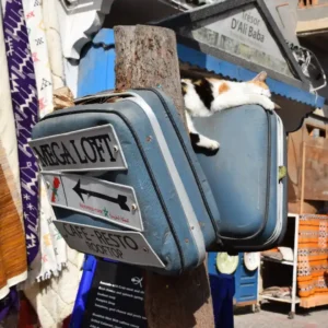 Visit Essaouira souk with cat lounging in blue alley. Visit Morocco Tours