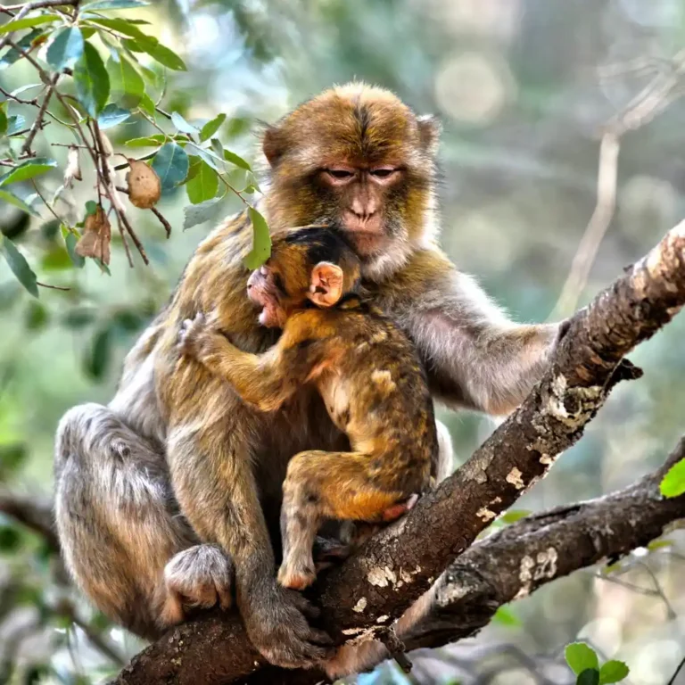 Barbary macaque monkeys playing in Michlifen Forest, Ifrane, Morocco Title: Barbary Macaques in Michlifen Forest. Visit Morocco Tours