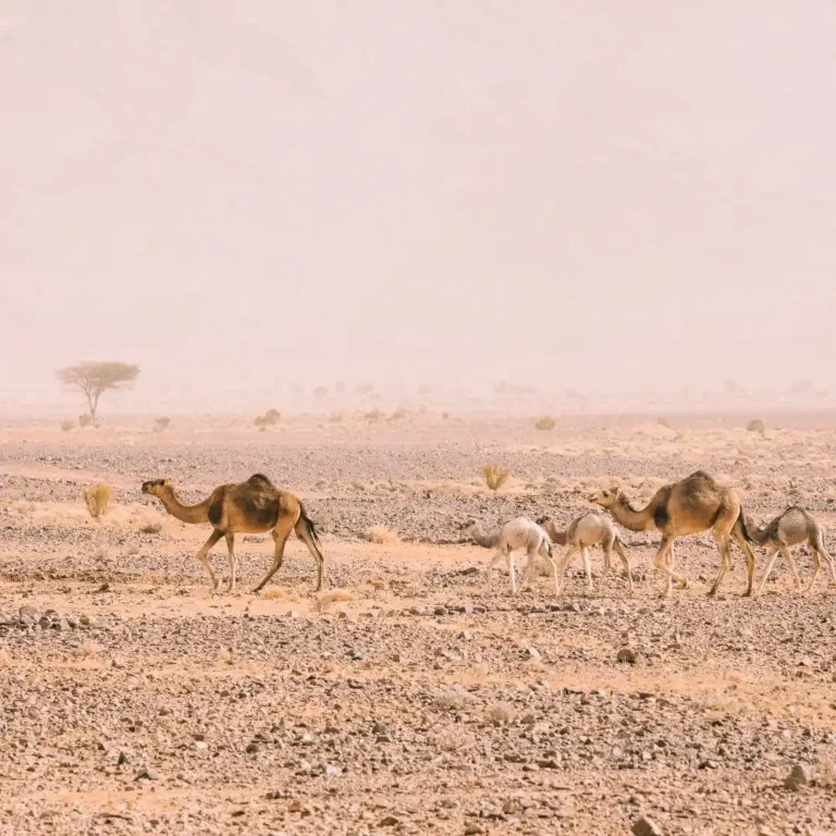Visit Morocco Tours - Camels resting in the stark beauty of the Agafay stone desert, Morocco. Visit Morocco Tours