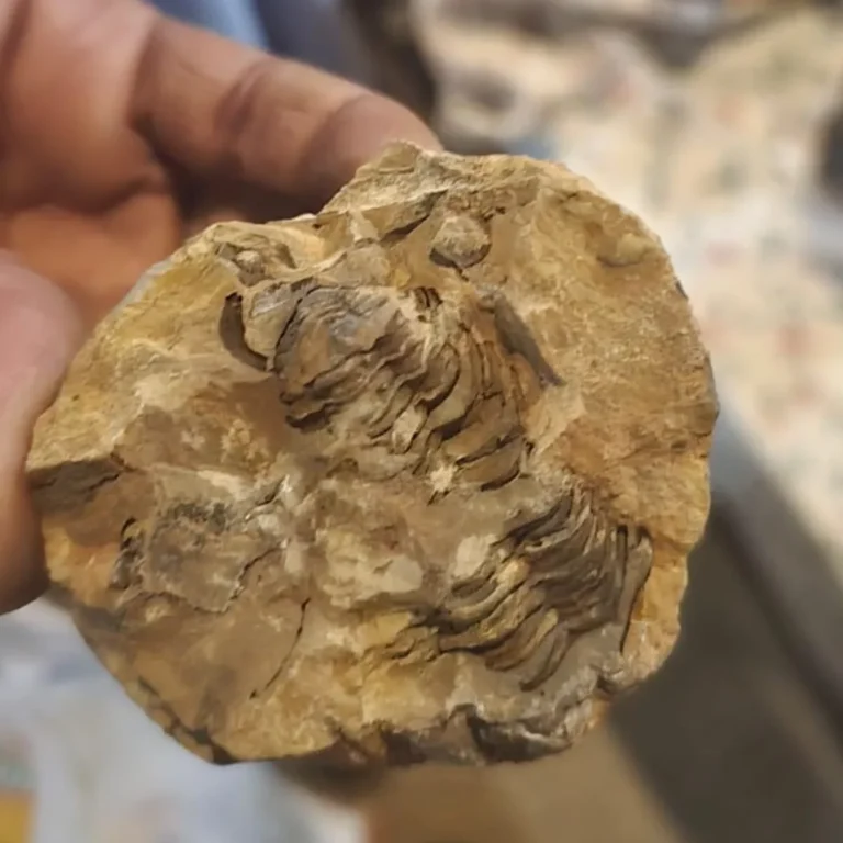 Fossil hunting tour in Sahara desert Morocco finding orthoceras Visit Morocco Tours