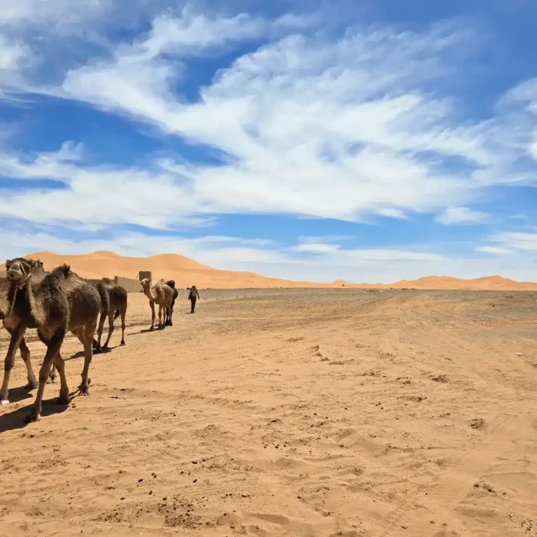 A majestic camel caravan moving across the golden sand dunes of Erg Chebbi in the Sahara Desert with Visit Morocco Tours.