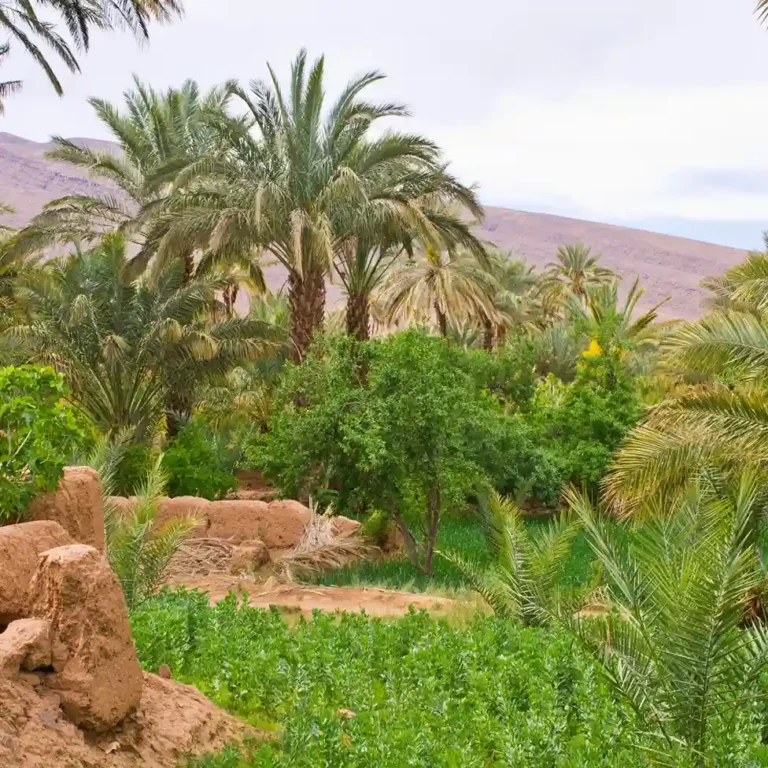 Oasis walk with guide through palm groves palmeraie with irrigation canals Visit Morocco Tours